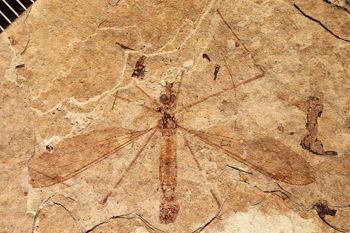Media type: image;   Entomology PALE-1339